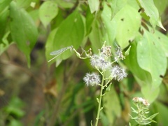 Enallagma vesperum