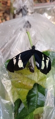 Heliconius cydno cydnides