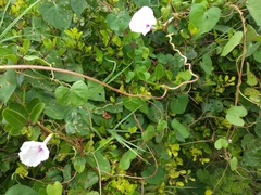 Ipomoea amnicola