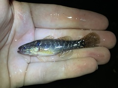 Dormitator maculatus