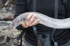Conger verreauxi
