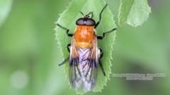Volucella jeddona