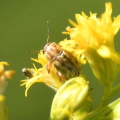 Pachybrachis glyphicus