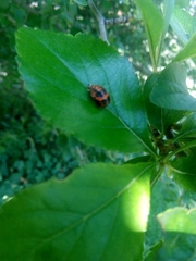 Harmonia axyridis
