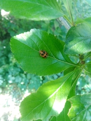 Harmonia axyridis