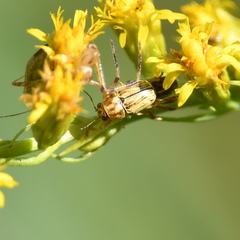 Pachybrachis glyphicus