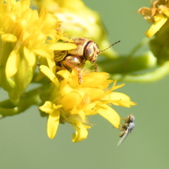 Pachybrachis glyphicus