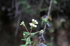 Chromolaena bullata