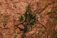 Anthoceros