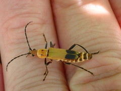 Chauliognathus discus