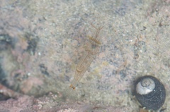 Palaemon affinis