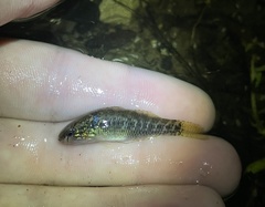 Dormitator maculatus