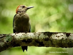 Melanerpes aurifrons