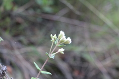 Chromolaena bullata