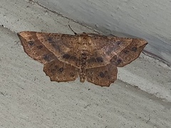 Euchlaena tigrinaria