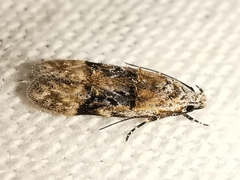 Altenia scriptella