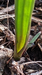 Thelymitra bracteata