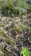Thelymitra bracteata