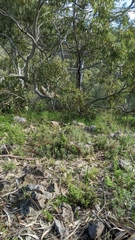Thelymitra bracteata