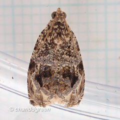 Phaecasiophora obraztsovi