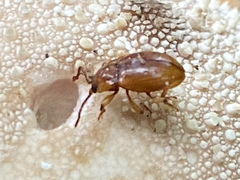 Lycoperdina ferruginea