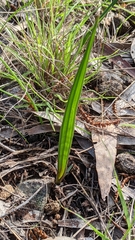 Thelymitra bracteata