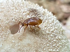 Lycoperdina ferruginea