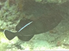 Melichthys indicus