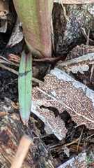 Thelymitra bracteata