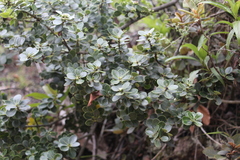 Ilex kunthiana