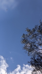 Thelymitra bracteata