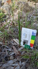 Thelymitra bracteata