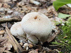 Lycoperdina ferruginea