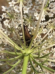 Anastrangalia sanguinea