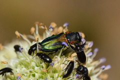 Bilyaxia obscurata
