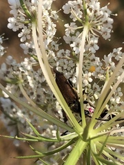 Anastrangalia sanguinea