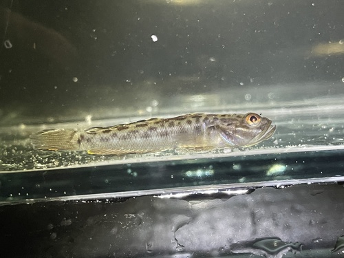 Modder-clowngrondel (Microgobius gulosus) — Gobiidae