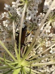 Anastrangalia sanguinea