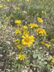 Heterotheca fulciens