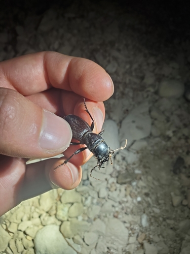 Great Plains Giant Tiger Beetle photo 3