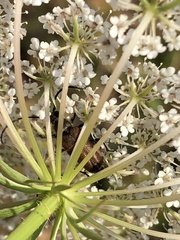 Anastrangalia sanguinea