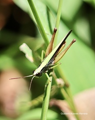 Orphula azteca