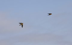 Hirundo rustica
