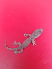 Gekko japonicus
