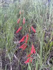 Penstemon barbatus torreyi