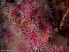 Alcyonium coralloides