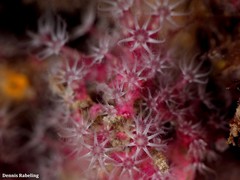 Alcyonium coralloides