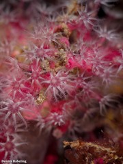 Alcyonium coralloides