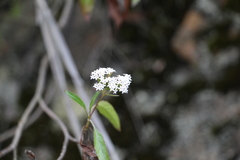 Stevia lucida
