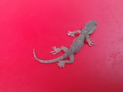 Gekko japonicus